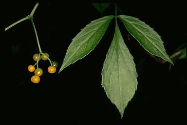 Native Elderberry, White Elder